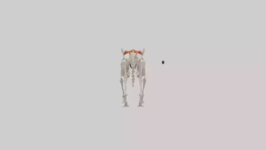 3D model Red Panda Skeleton model VR / AR / low-poly