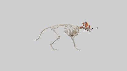 3D model Red Panda Skeleton model VR / AR / low-poly