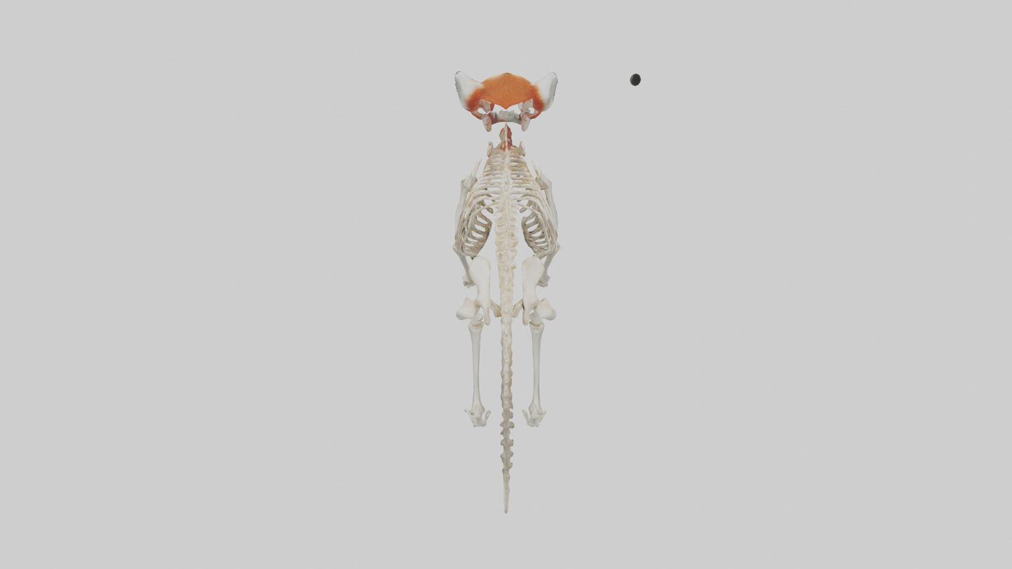 3D model Red Panda Skeleton model VR / AR / low-poly
