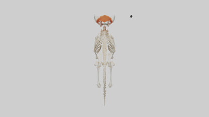 3D model Red Panda Skeleton model VR / AR / low-poly