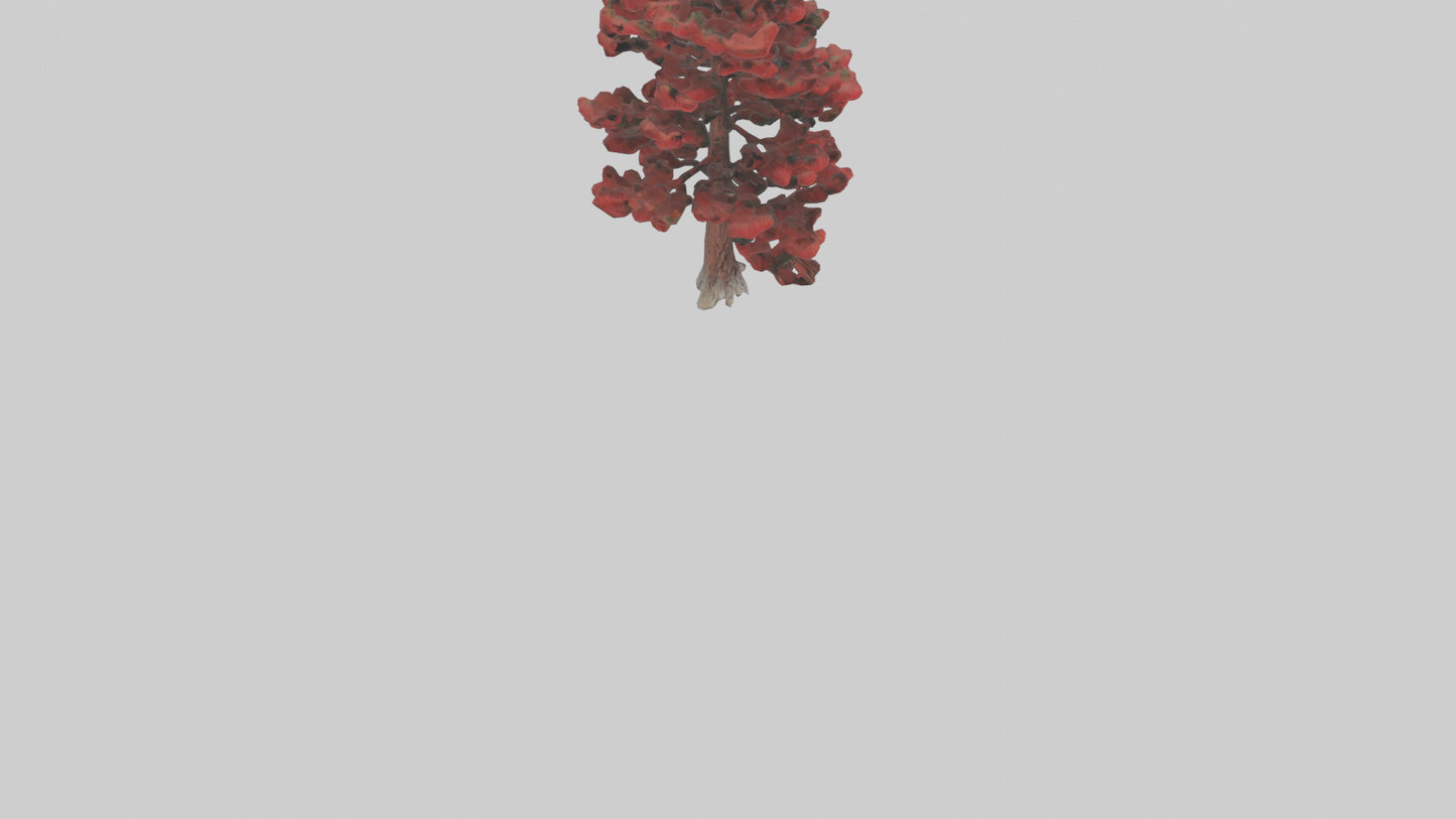 3D model Red Pine tree model VR / AR / low-poly