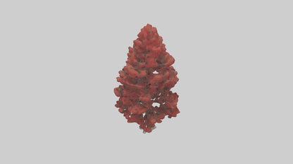 3D model Red Pine tree model VR / AR / low-poly