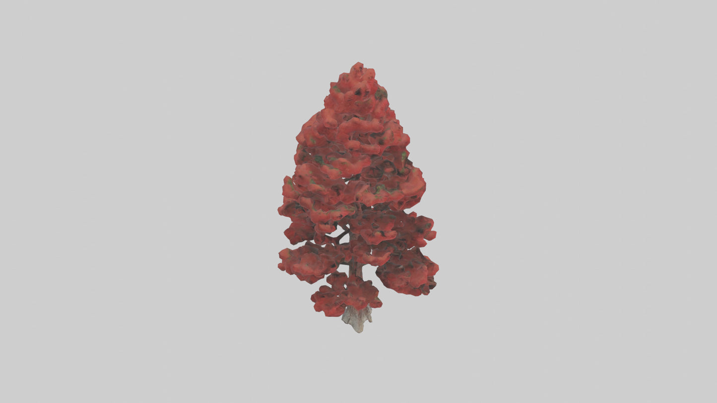 3D model Red Pine tree model VR / AR / low-poly