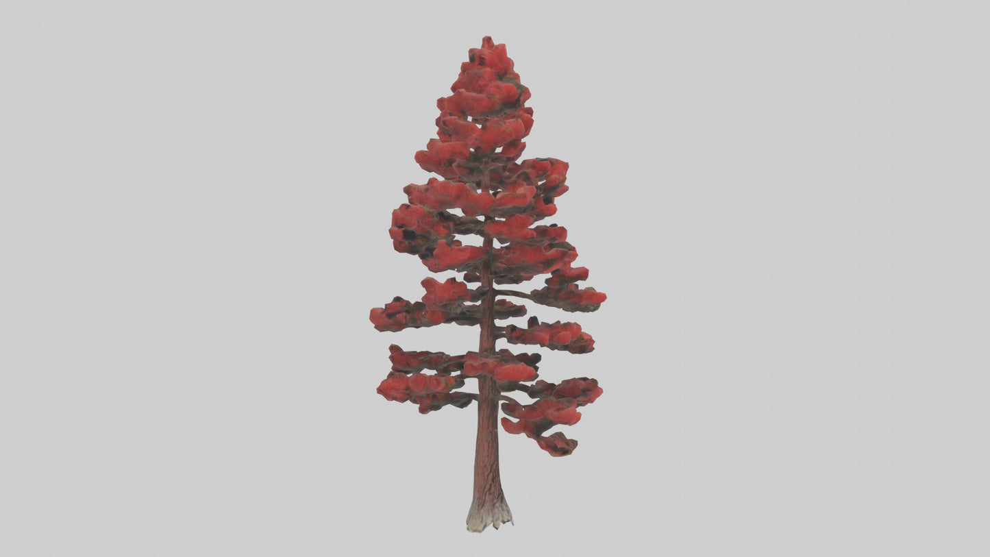 3D model Red Pine tree model VR / AR / low-poly
