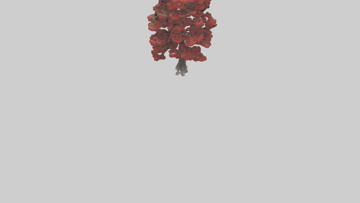 3D model Red Pine tree model VR / AR / low-poly