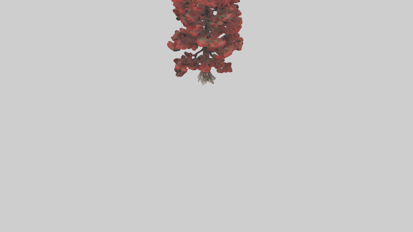 3D model Red Pine tree model VR / AR / low-poly