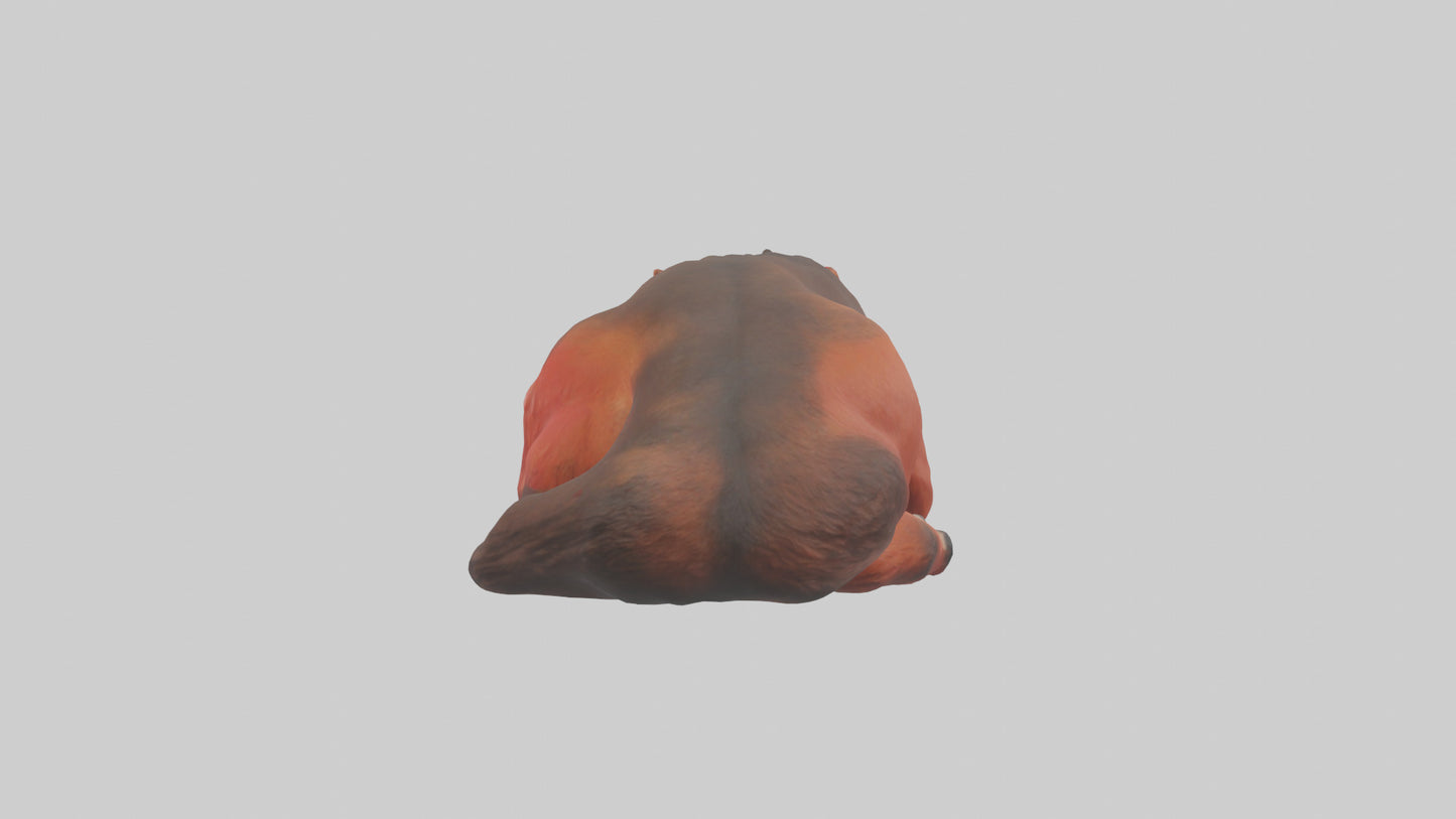 3D model Red Wolf resting model VR / AR / low-poly