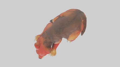 3D model Red Wolf resting model VR / AR / low-poly