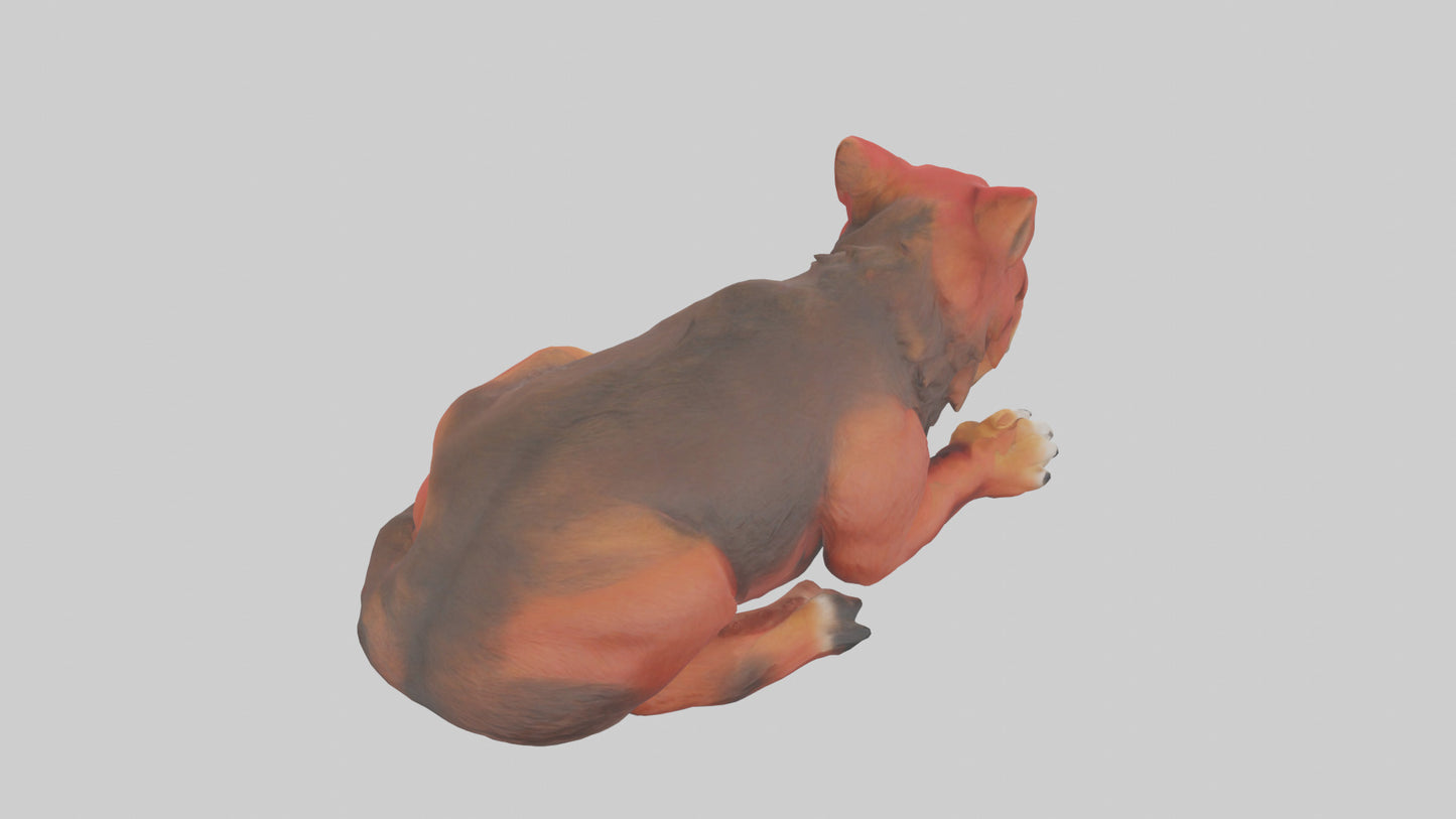 3D model Red Wolf resting model VR / AR / low-poly