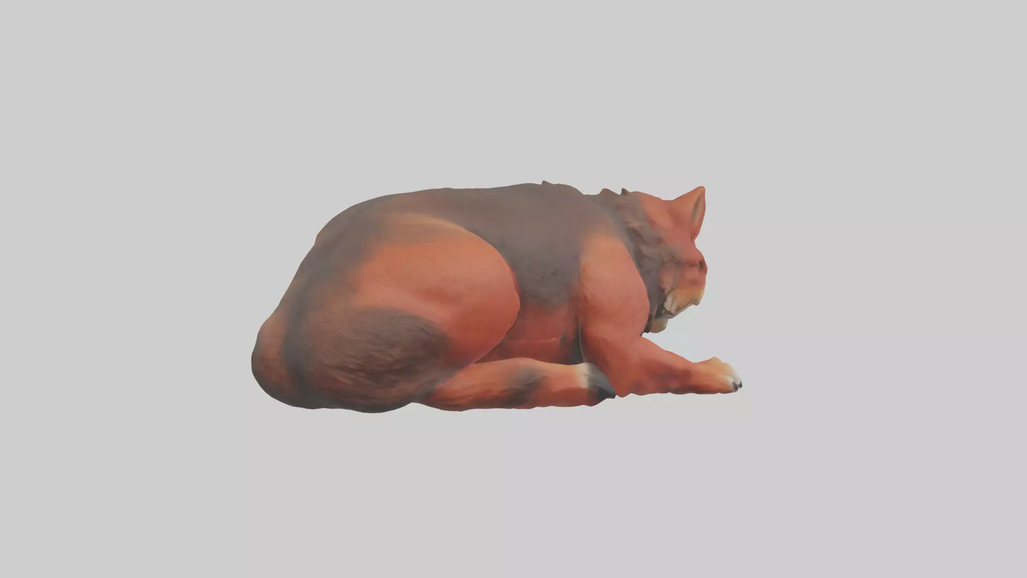 3D model Red Wolf resting model VR / AR / low-poly
