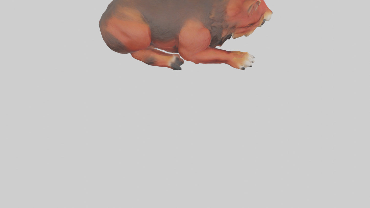 3D model Red Wolf resting model VR / AR / low-poly
