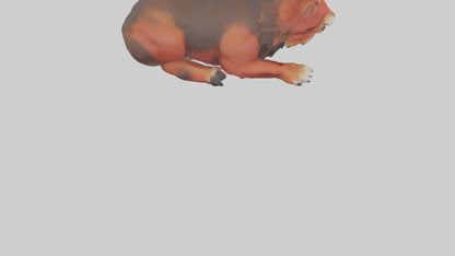 3D model Red Wolf resting model VR / AR / low-poly