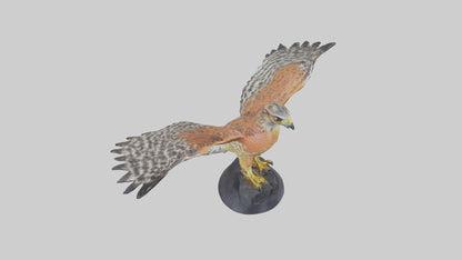 3D model Redshouldered Hawk statue model VR / AR / low-poly