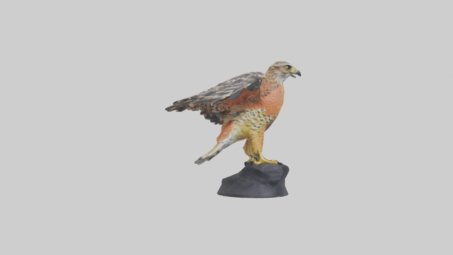 3D model Redshouldered Hawk statue model VR / AR / low-poly