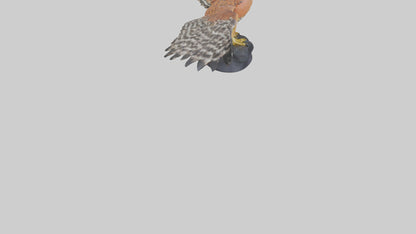 3D model Redshouldered Hawk statue model VR / AR / low-poly