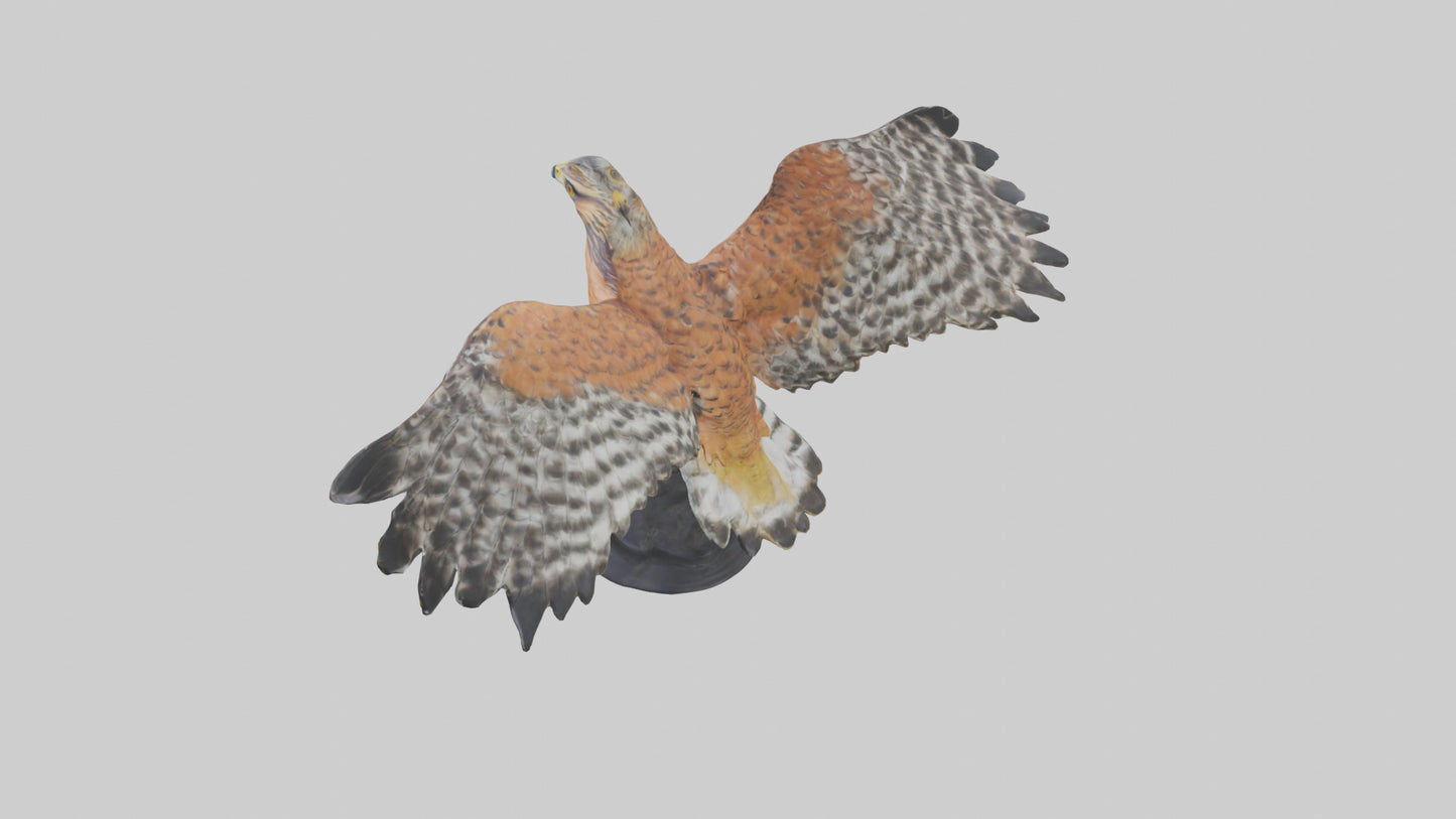 3D model Redshouldered Hawk statue model VR / AR / low-poly