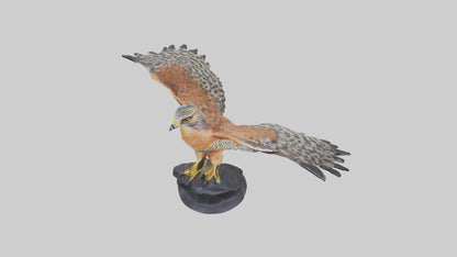 3D model Redshouldered Hawk statue model VR / AR / low-poly