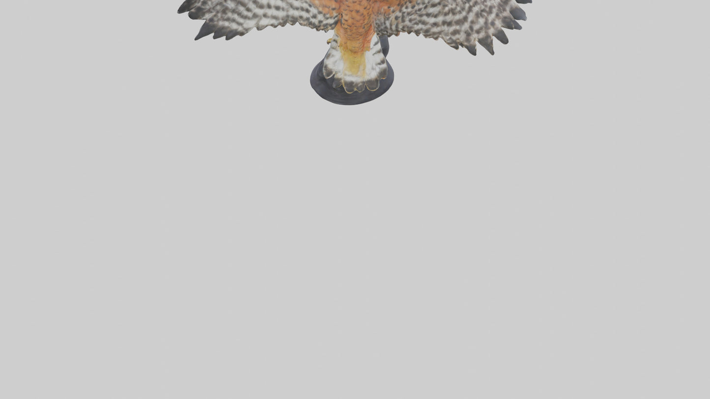 3D model Redshouldered Hawk statue model VR / AR / low-poly