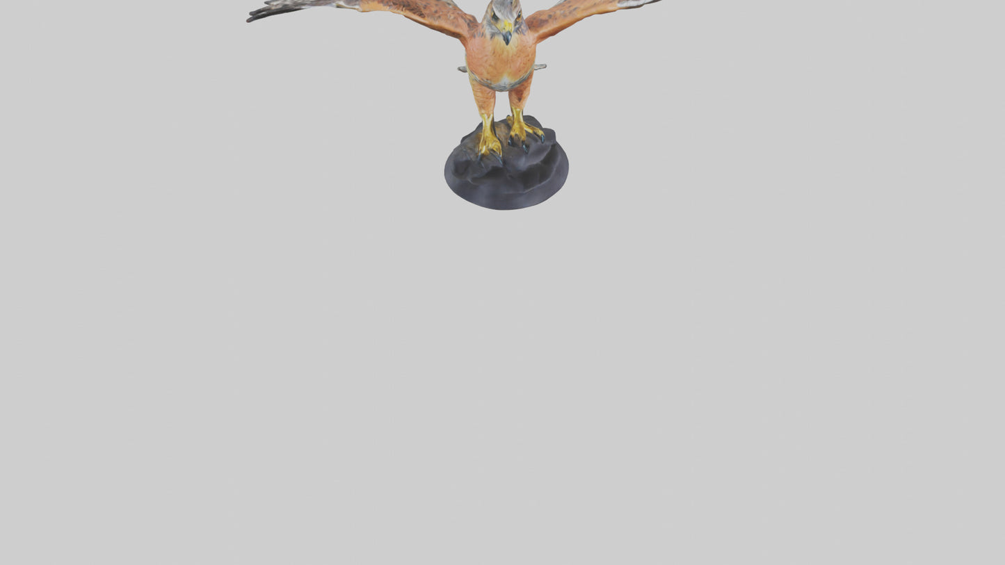 3D model Redshouldered Hawk statue model VR / AR / low-poly