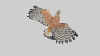 3D model Redshouldered Hawk statue model VR / AR / low-poly