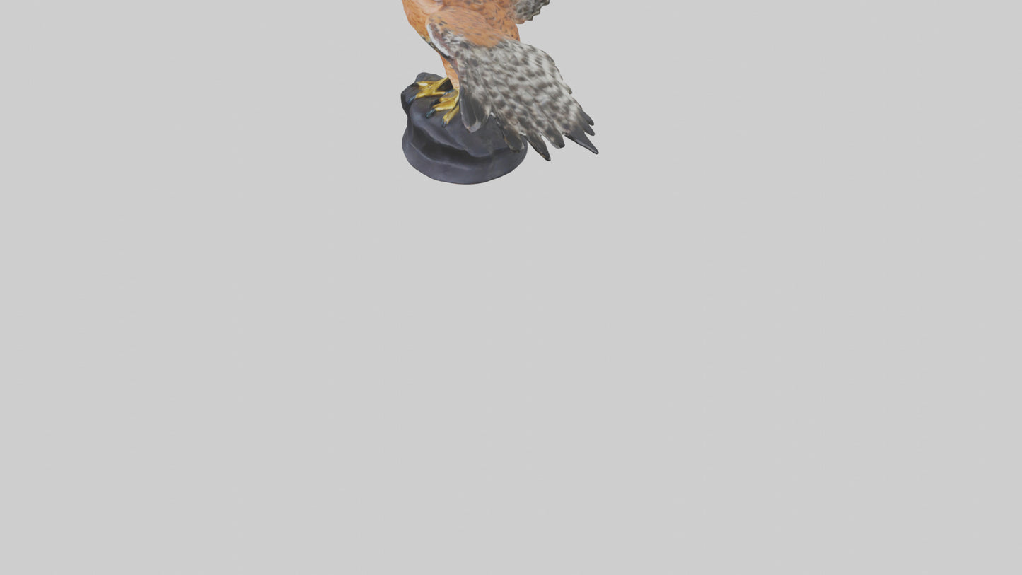 3D model Redshouldered Hawk statue model VR / AR / low-poly