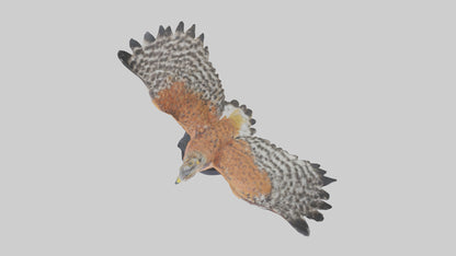 3D model Redshouldered Hawk statue model VR / AR / low-poly