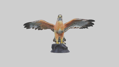 3D model Redshouldered Hawk statue model VR / AR / low-poly
