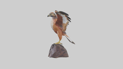 Redtailed Hawk statue model VR / AR / low-poly