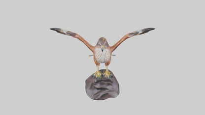 Redtailed Hawk statue model VR / AR / low-poly