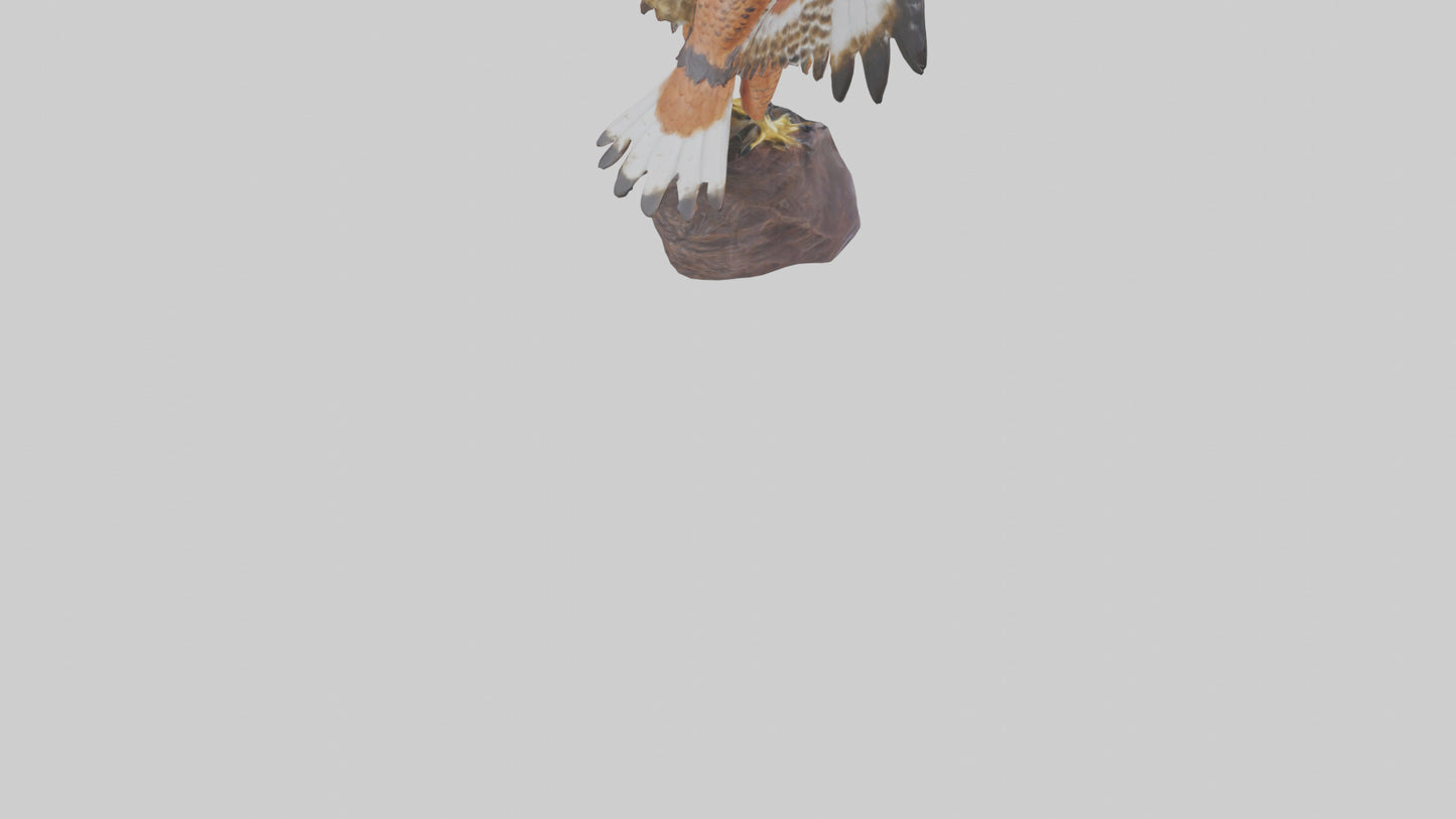 Redtailed Hawk statue model VR / AR / low-poly