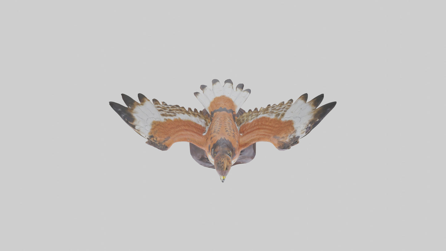 Redtailed Hawk statue model VR / AR / low-poly