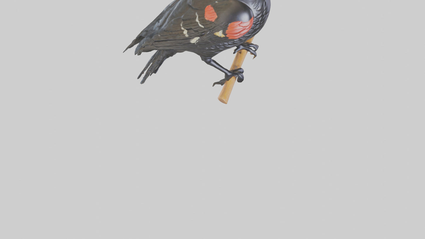 3D model Redwinged Blackbird statue model VR / AR / low-poly