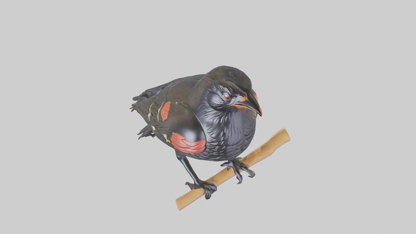 3D model Redwinged Blackbird statue model VR / AR / low-poly