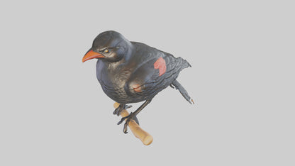 3D model Redwinged Blackbird statue model VR / AR / low-poly