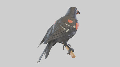 3D model Redwinged Blackbird statue model VR / AR / low-poly