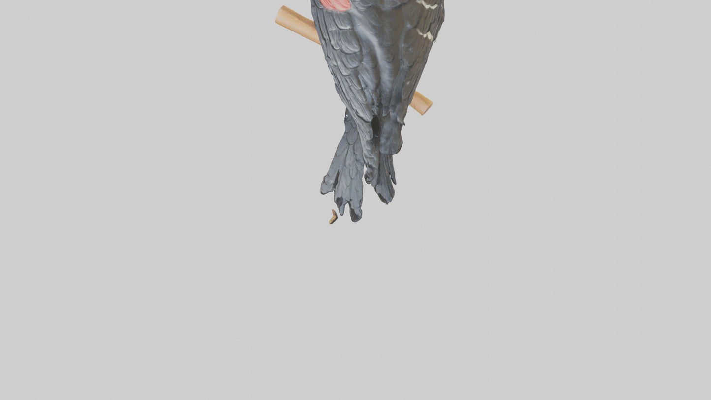 3D model Redwinged Blackbird statue model VR / AR / low-poly