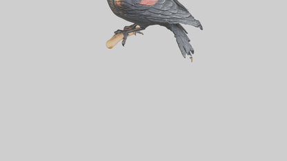 3D model Redwinged Blackbird statue model VR / AR / low-poly