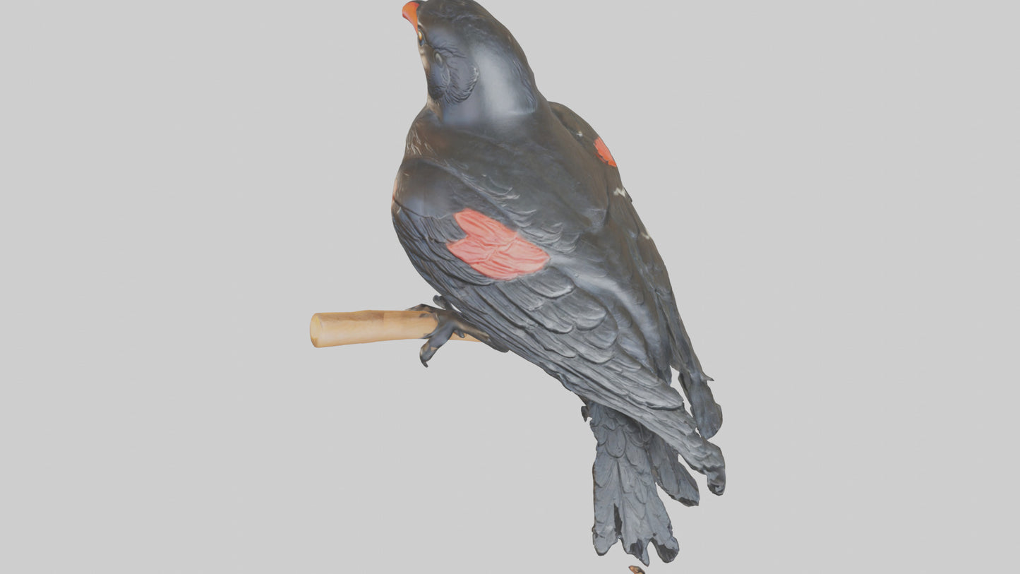 3D model Redwinged Blackbird statue model VR / AR / low-poly