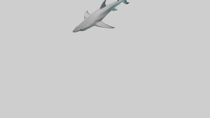 Reef Shark swimming model VR / AR / low-poly