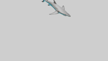 Reef Shark swimming model VR / AR / low-poly