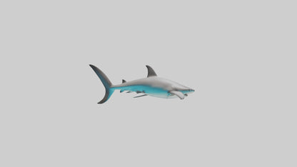 Reef Shark swimming model VR / AR / low-poly