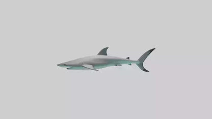 Reef Shark swimming model VR / AR / low-poly