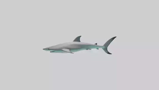 Reef Shark swimming model VR / AR / low-poly