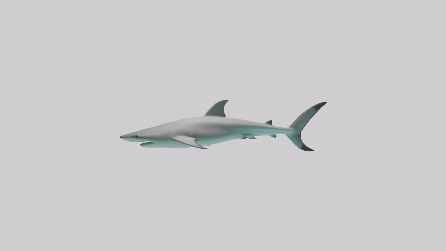 Reef Shark swimming model VR / AR / low-poly