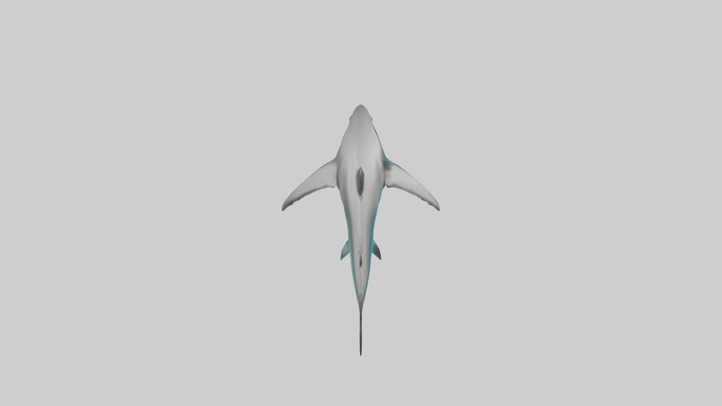 Reef Shark swimming model VR / AR / low-poly