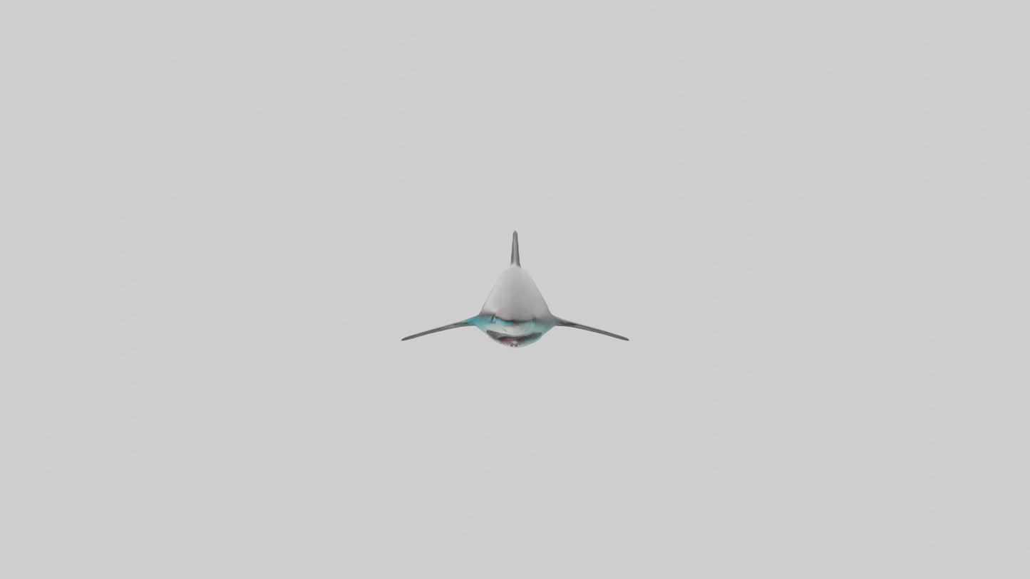 Reef Shark swimming model VR / AR / low-poly