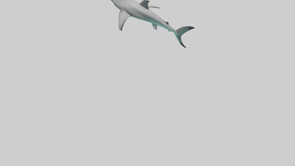 Reef Shark swimming model VR / AR / low-poly