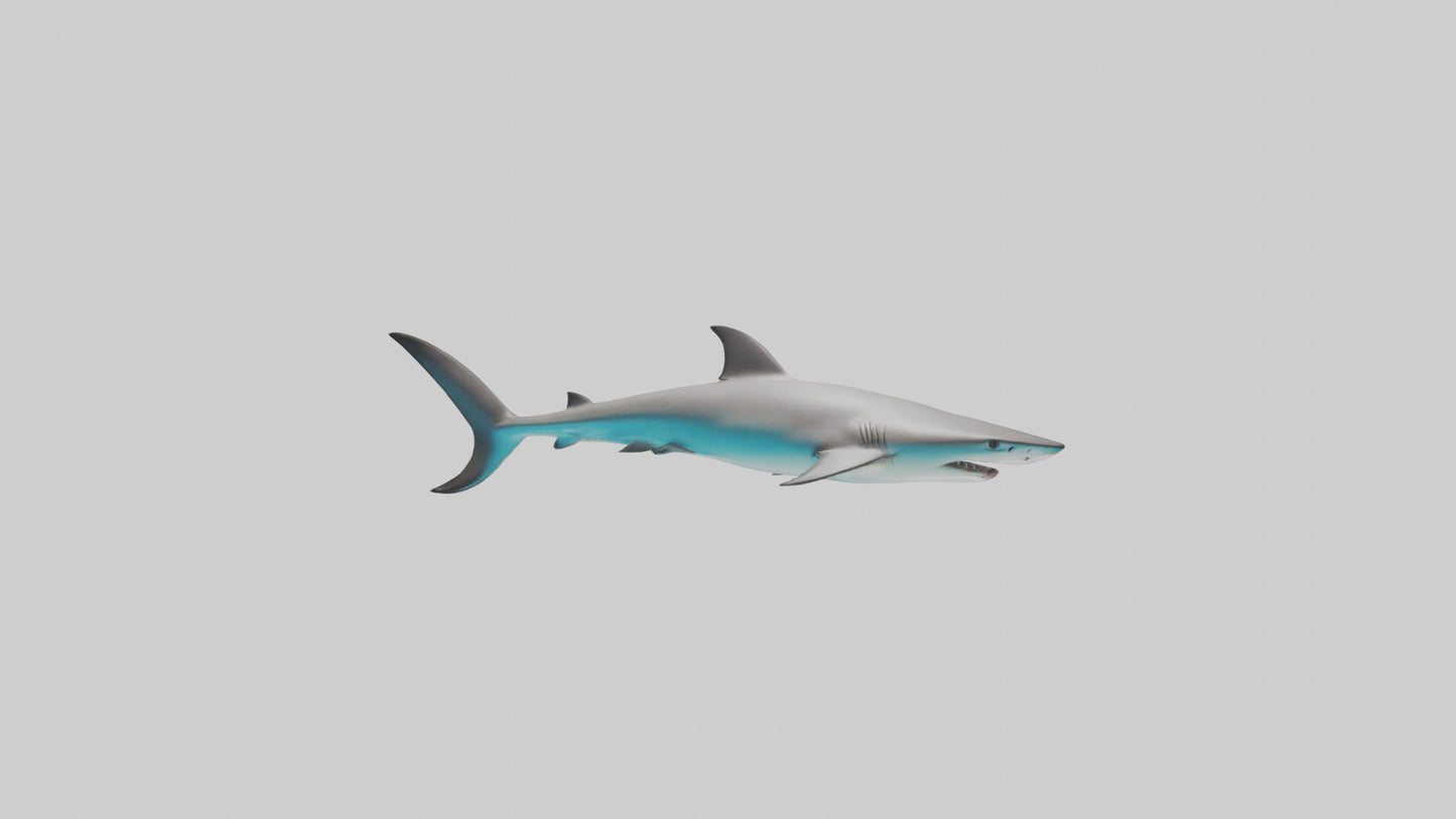 Reef Shark swimming model VR / AR / low-poly