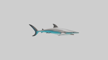 Reef Shark swimming model VR / AR / low-poly