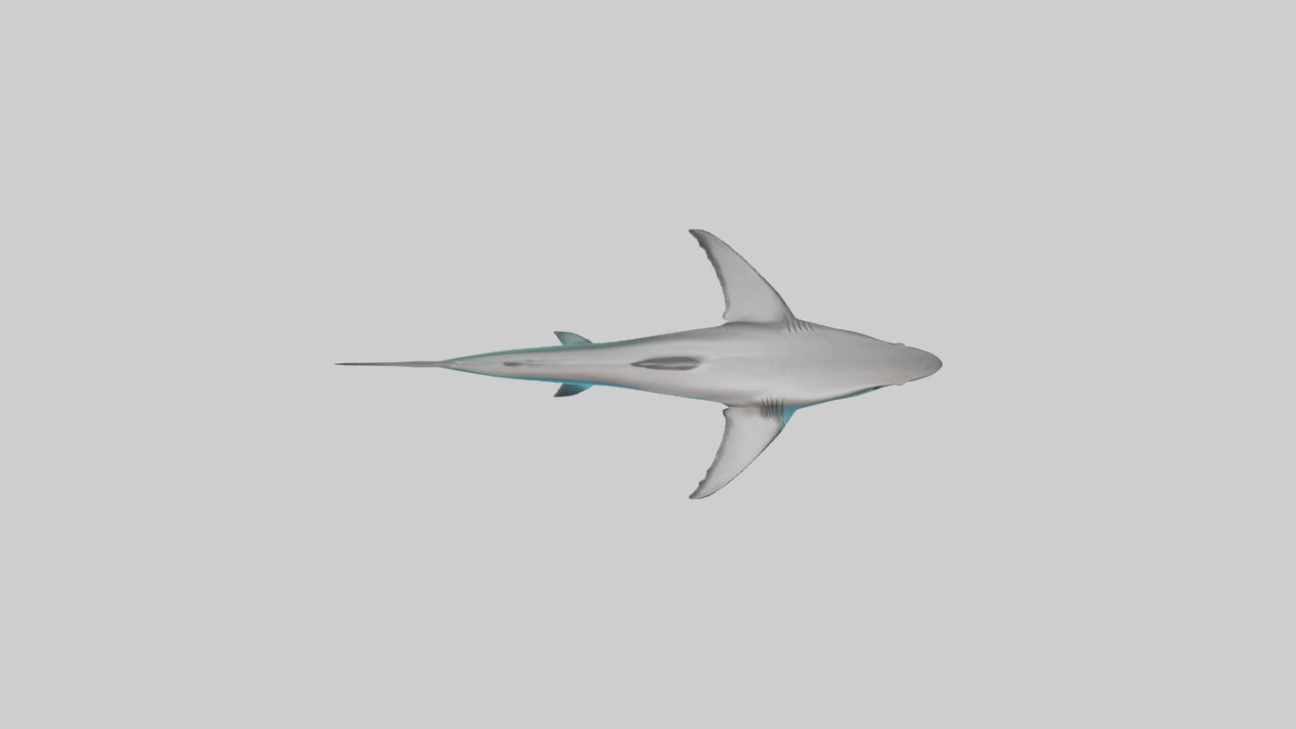 Reef Shark swimming model VR / AR / low-poly